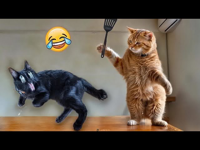New Funny Animals😺🐶Best Funny Dogs and Cats Videos Of The Week😛Part 17