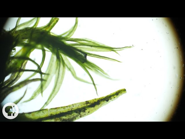 These 'Resurrection Plants' Spring Back to Life in Seconds | Deep Look
