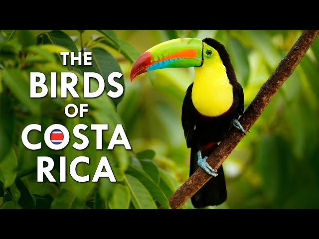 The Beautiful Birds Of Costa Rica | Animalogic Wild