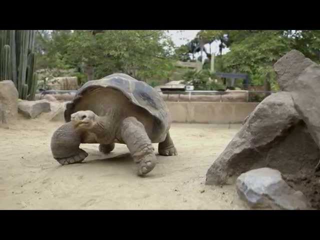 100-Year-Old Galapagos Tortoise Gets New Gig at Toledo Zoo