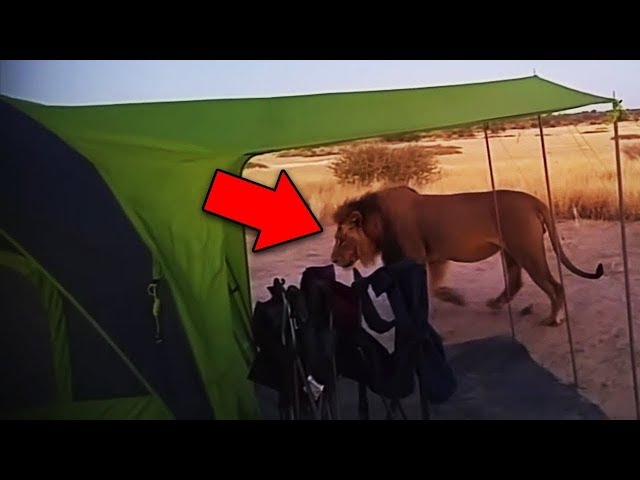 Top 10 Scary Camping Encounters Videos Caught on Tape