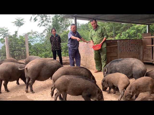 Many customers come to Jhony's farm to buy wild pigs and chickens in large quantities