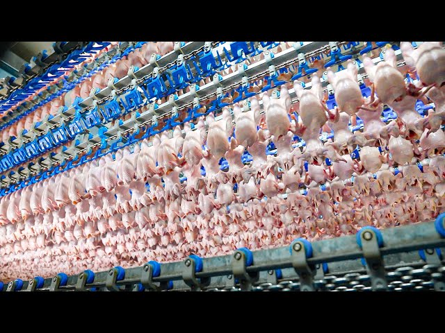 Incredible Scale! Mass Production Process in Taiwan Food Factory Best 5 / 台灣食品量產工廠 Top 5