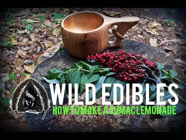 Wild Edibles-How to Make Sumac Lemonade