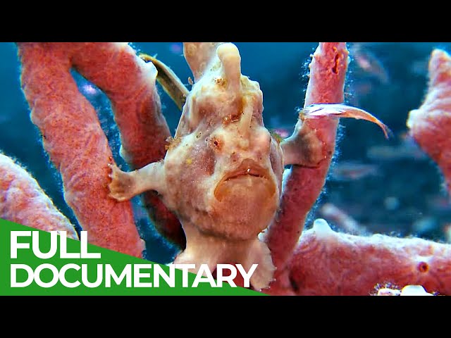 Underwater Creatures - In the Realm of the 'Walking' Fish | Free Documentary Nature