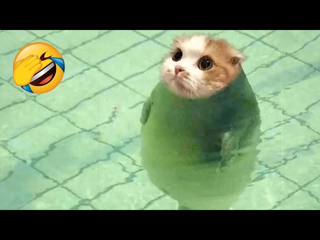 Best Funny Animals 2024 😂 Funniest Cats and Dogs 😻🐶 Part 29