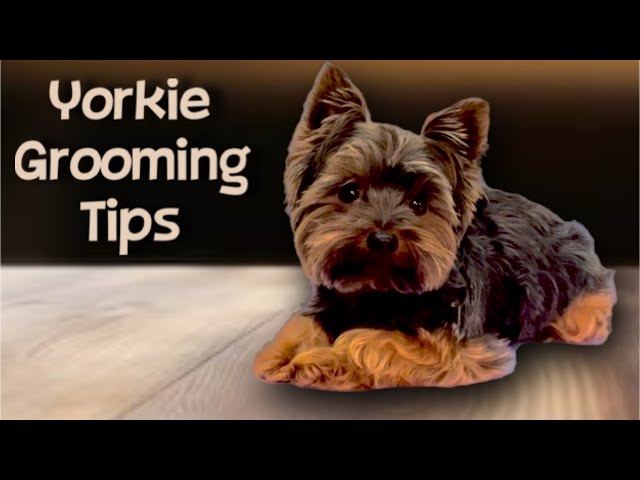Yorkie Easy Maintenance Haircut. Wolfie the Yorkshire Terrier gets groomed a short trim, plus a bath