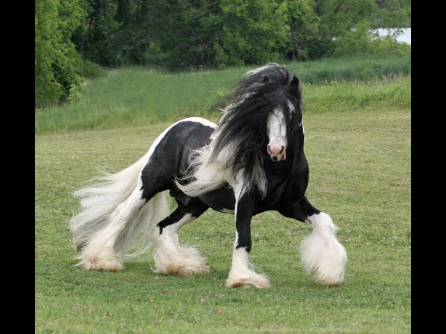 Top 10 Most Adorable Horse Breeds That You Can Trust & Horse Bet On Them
