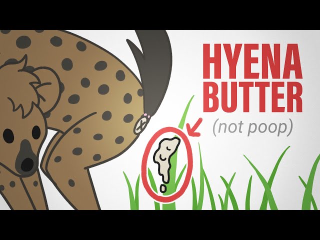 Hyena Butter: Everything You Did And Didn't Want To Know