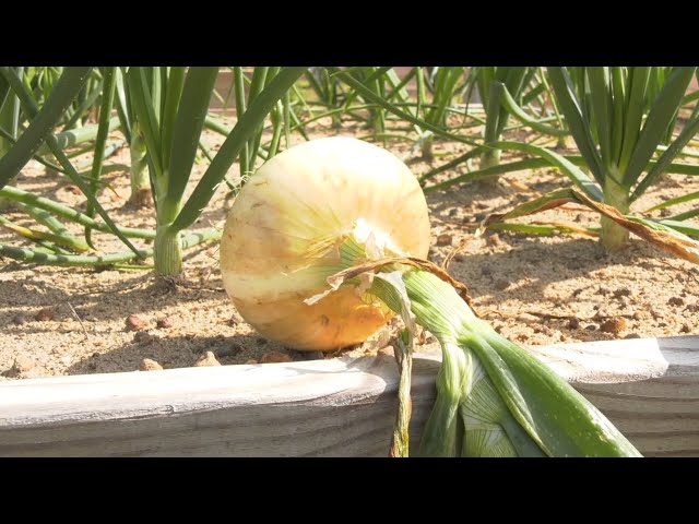 Ranger Nick – Taking a Bite Out of a Vidalia Onion