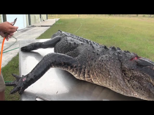 how to skin, de-bone and flesh out an alligator