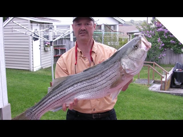 How to Clean a Striper - Easy Way to Fillet a Striped Bass