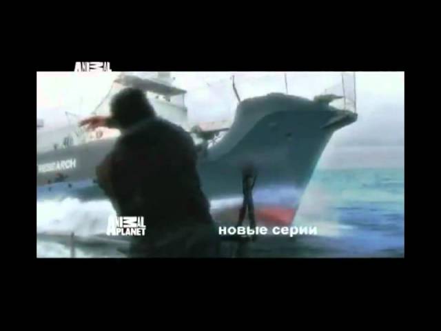 Китовые Войны 4 сезон. Реклама