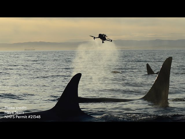Collaborative Killer Whale Conservation Efforts