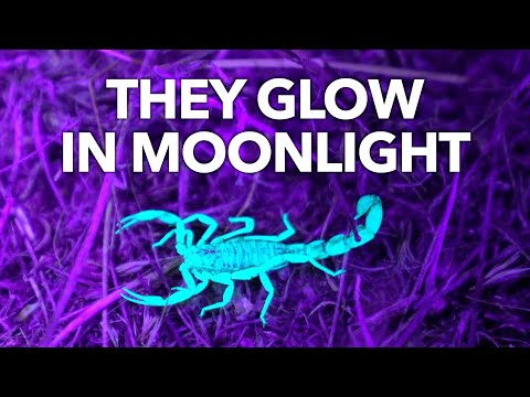Why All Scorpions Are Fluorescent