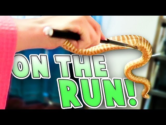 Our Snake Got Loose! | Family Baby Vlogs