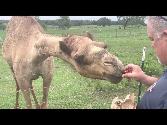 Sweet camel with very good manners !!