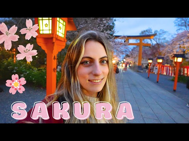 Kyoto’s Best Cherry Blossom Spots 🌸