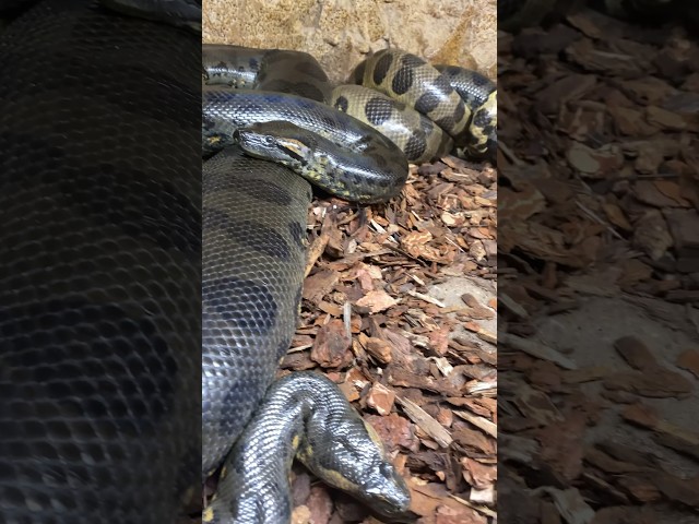 Our Anacondas are in Love🥰🤩