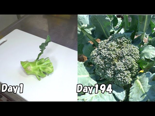 How to regrow broccoli from stem