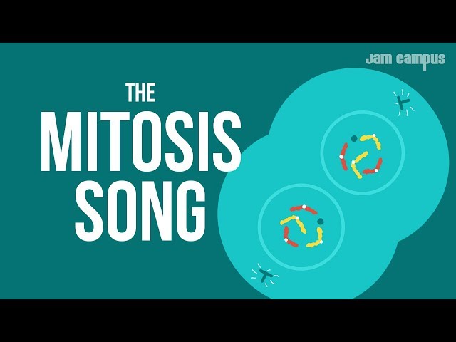 THE MITOSIS SONG | Science Music Video