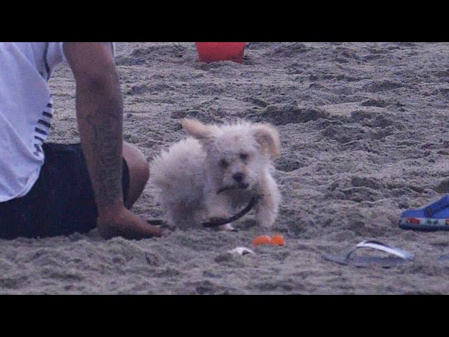 Puppy Love: A Playful Day on the Beach. #Puppy