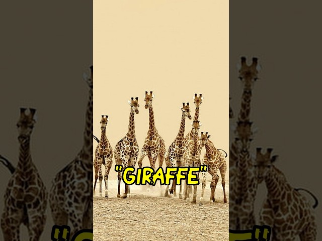 Collective Names For Giraffe #giraffe #africansafari #animalfacts
