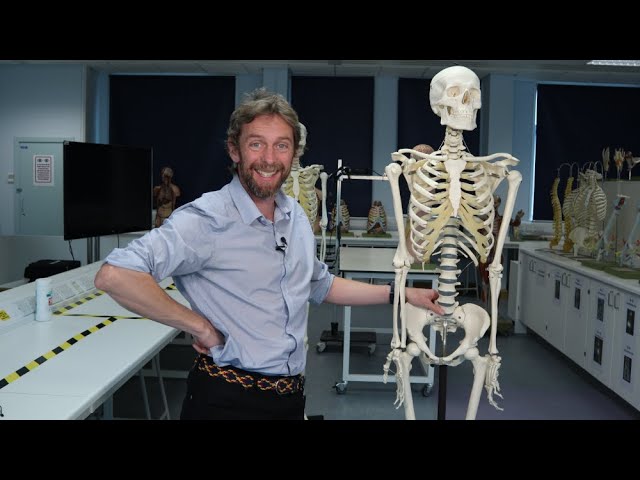 Skeletal anatomy introduction