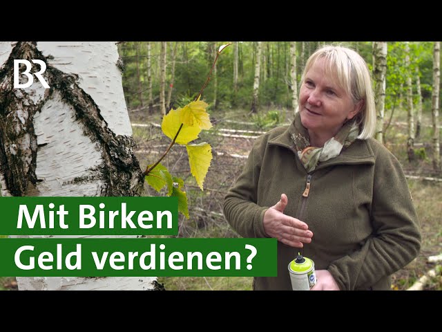 Gestern Pfui, heute Hui: Geld verdienen mit Birken? | Baum der Zukunft | Wald | Unser Land | BR