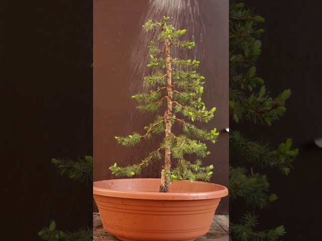 Christmas tree to bonsai in 58 seconds
