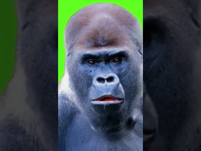 When Gorilla Doesn't Like Disturbances  -very intersting #gorilla #shorts
