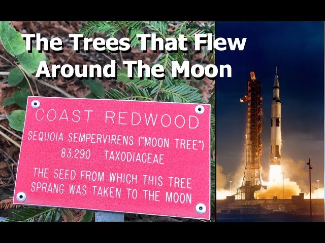 The Moon Trees That Flew To The Moon On Apollo 14