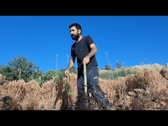 Vlog: clearing land for the hut's solar panels