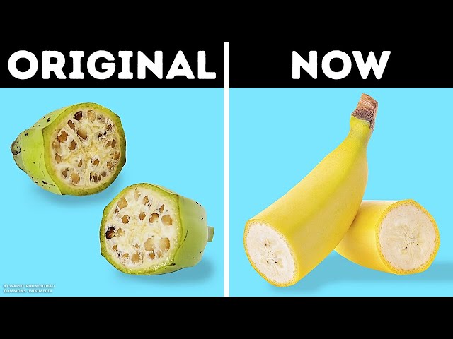 You Wouldn't Recognize These 16 Foods in the Past