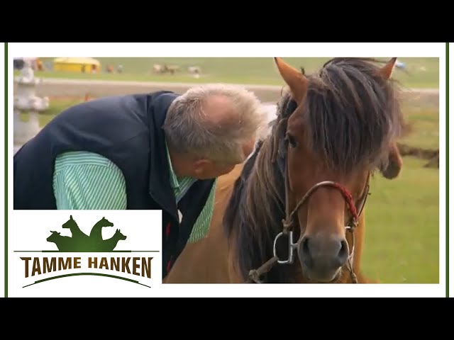 Traumatisiertes Pferd: Tamme behandelt Pferd mit eingeklemmtem Nerv | Tamme Hanken | Kabel Eins