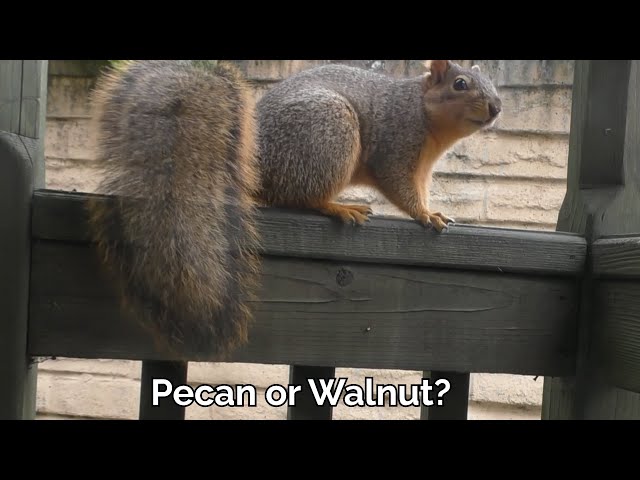 Pecan or Walnut? - Sweetie the Squirrel