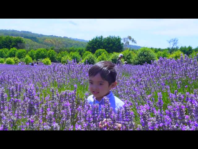 Lost in Lavender: A Day of Tranquility at Melbourne's Most Beautiful Lavender Farm! 🌾💜 2024