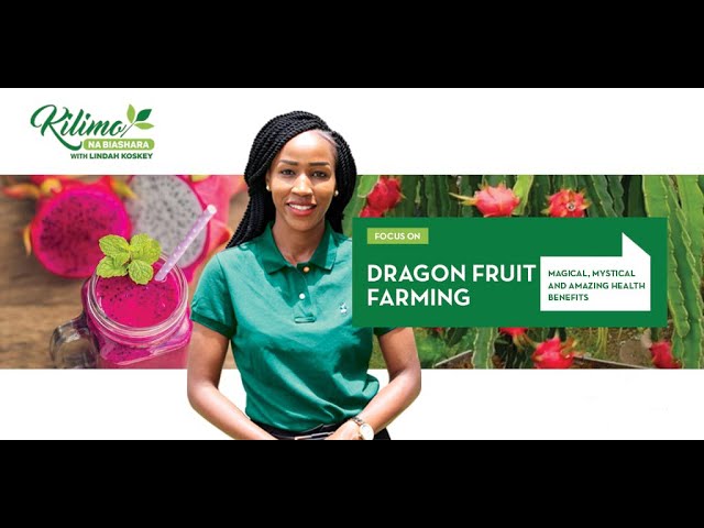 Focus on Dragon Fruit Farming | Kilimo na Biashara