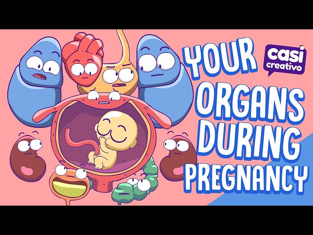 Your Organs During Pregnancy