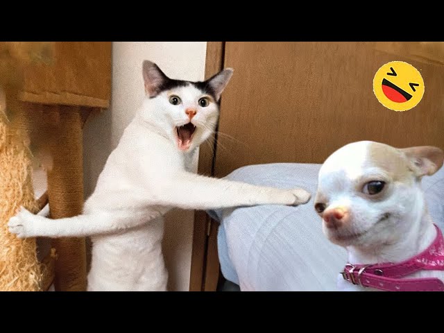 Funny Dogs And Cats Videos 2024 😅 - Best Funniest Animal Videos Of The week #12