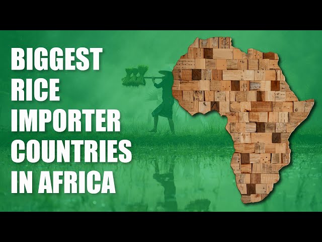 Top 5 Rice Importation Destinations in Africa: A Comprehensive Guide for Rice Traders