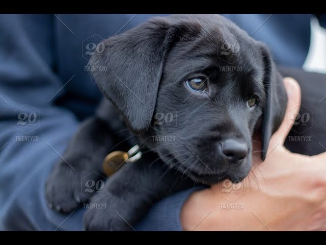 Labrador Compilation - Cute and Funny #8
