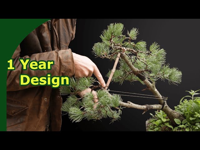 Rebuild a Japanese White Pine Bonsai (Pruning, Wiring and repotting)