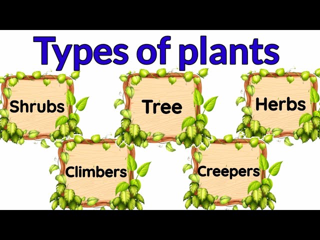 Types of plants | Types of plants for kids | herbs | Climbers | Different types of of tree | Shrubs