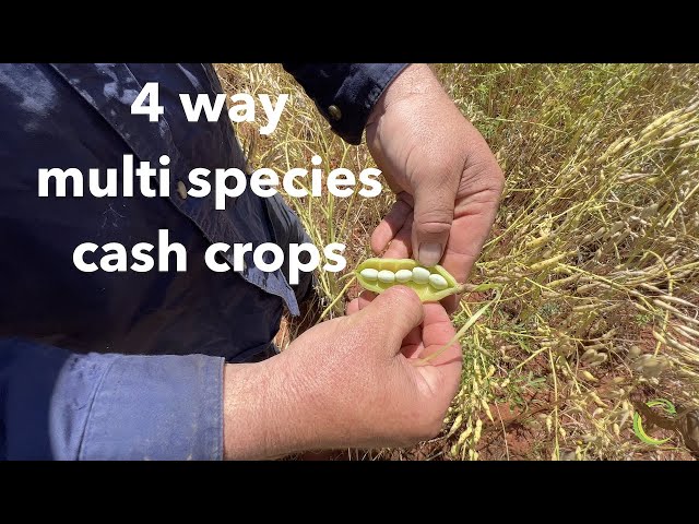 On-farm with Martin and Darren - 4 Way Multi Species Cash Crop - Regenerative Farming Revolution