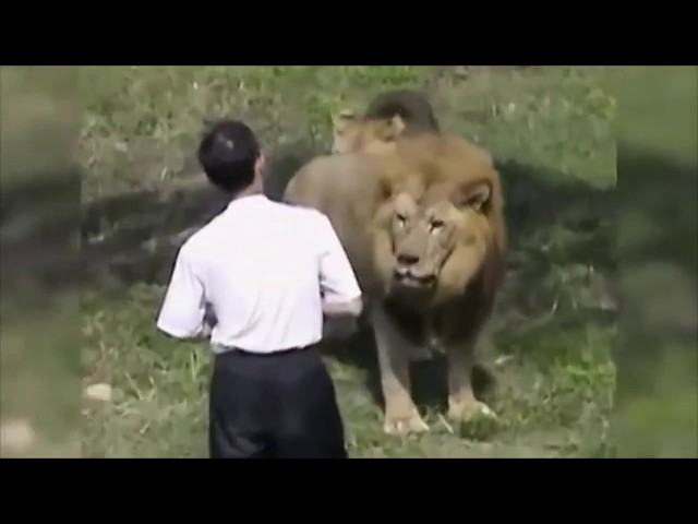 When Zoo Animals Attack Compilation Part 1