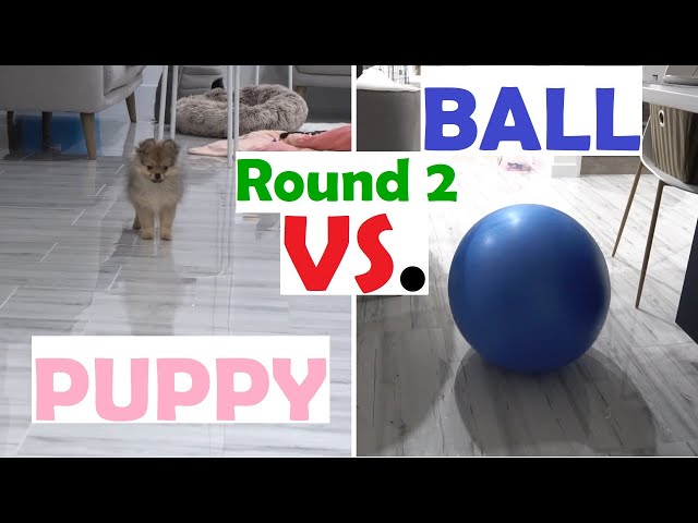 Puppy Pomeranian POOPS While Running Away From a LARGE Bouncy Ball