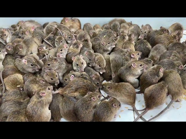 a lot of rats, what do you think when these mice are in your house