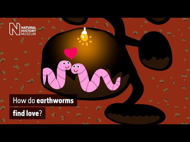 How do worms reproduce? The complex world of earthworm courtship | Natural History Museum