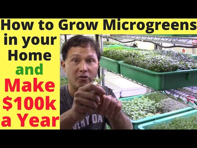 How to Grow Microgreens in Your Home & Make $100,000+  a Year
